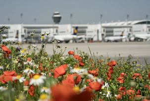 Eine Blumenwiese am Flughafen München., © Flughafen München GmbH