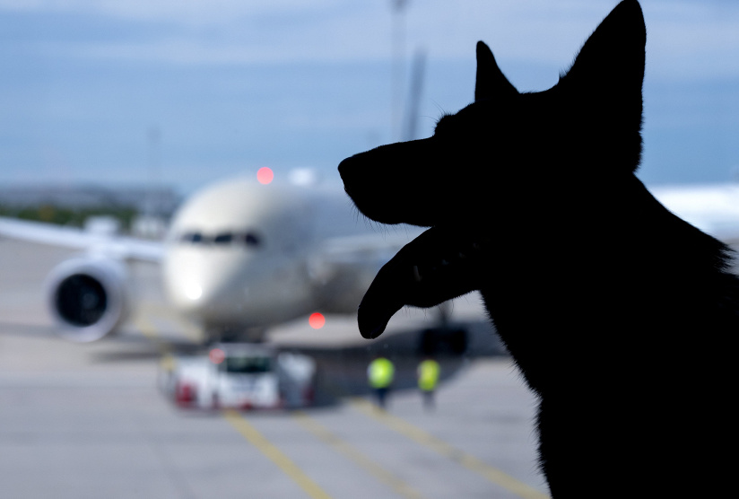Ita Airways lässt größere Hunde ohne Box in der Kabine mitfliegen, © DPA/Sven Hoppe